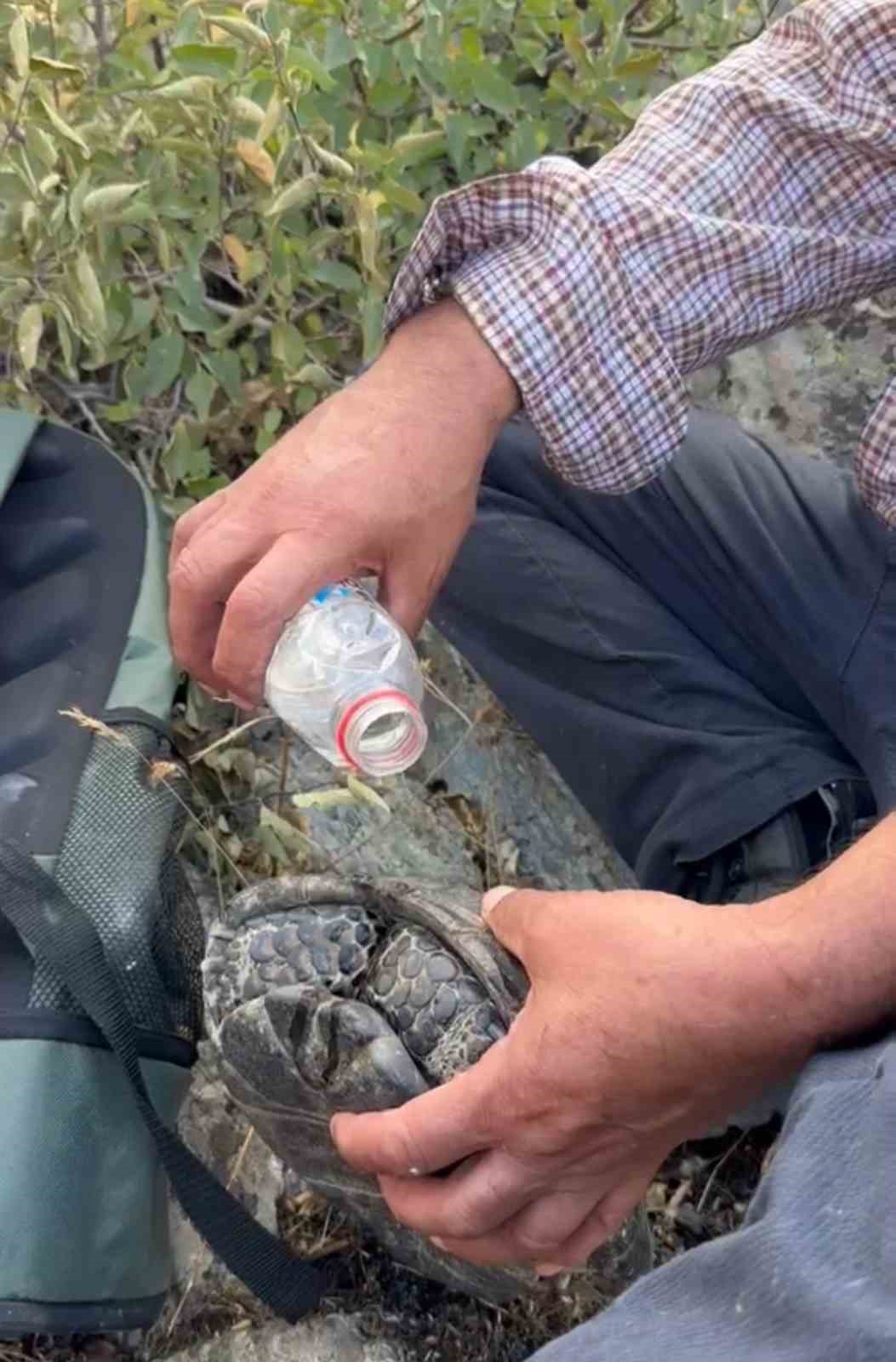 Elazığ’da yangından kaçan kaplumbağaya vatandaşlar sahip çıktı