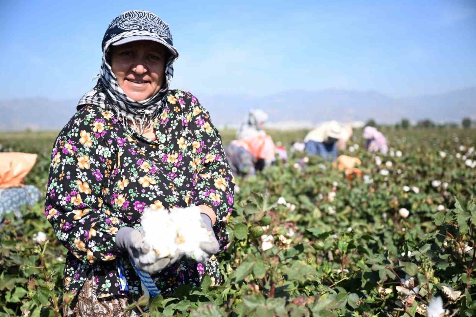 Aydın’da 2026 yılı pamuk hasadı başladı