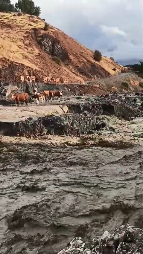 Elazığ’da selde inekler mahsur kaldı