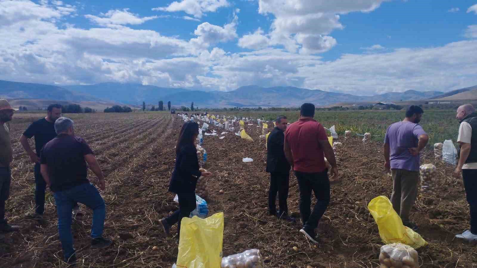 Tercan’da patates hasadı başladı