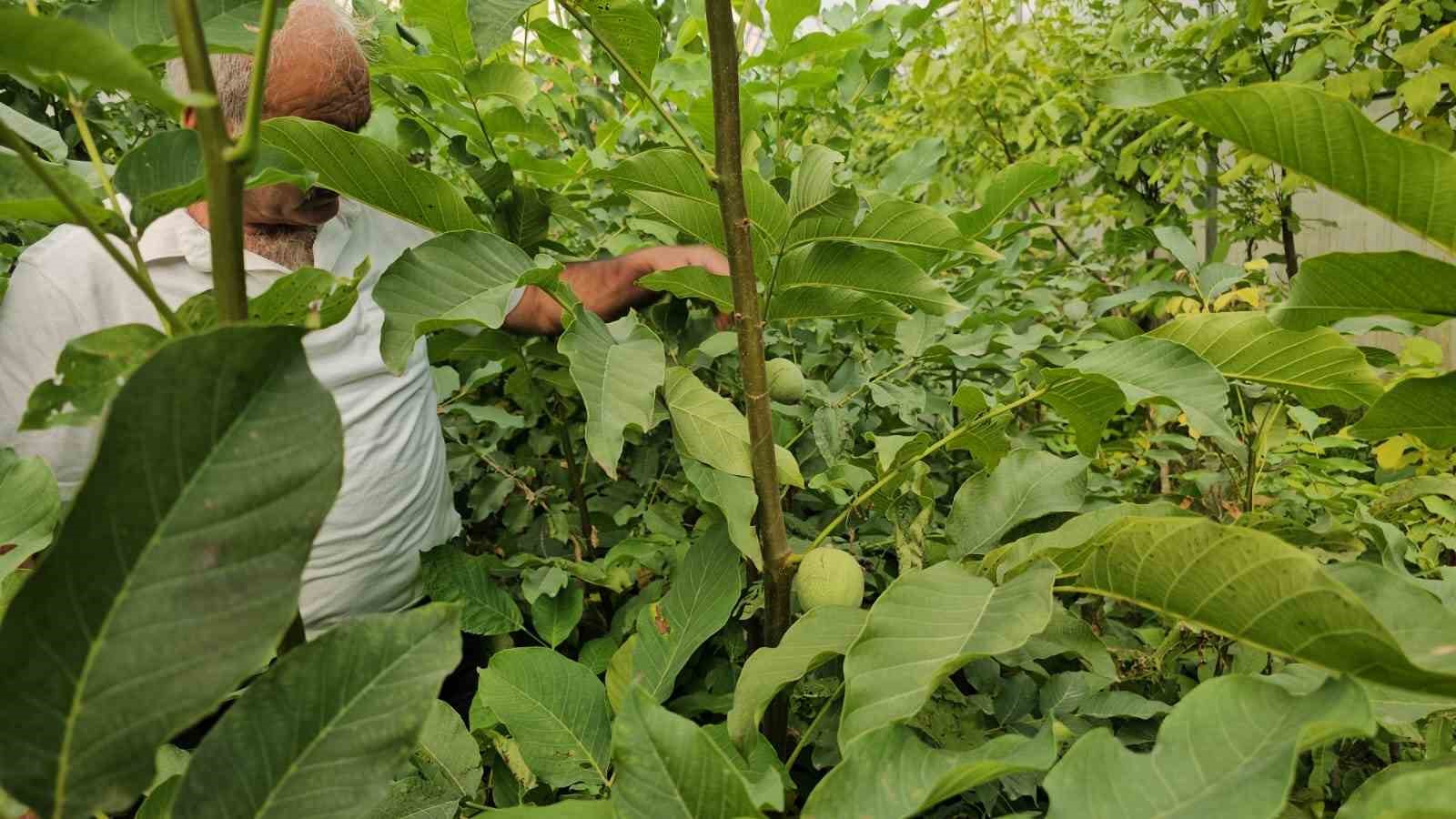 Tescilli Adilcevaz ceviz fidanları Türkiye’nin dahi dört bir yanına gönderiliyor