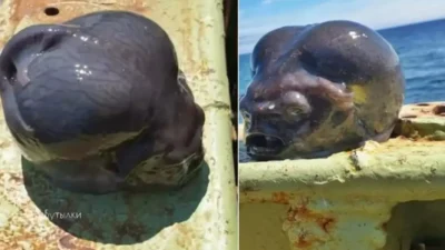 Bir Rus balıkçının okyanus derinliklerinde yakaladığı tuhaf görünümlü canlı, sosyal