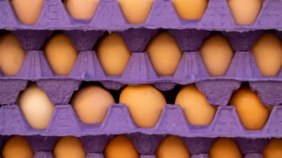 ABD’de son dönemde yaşanan kuş gribi salgını, ülke genelinde yumurta