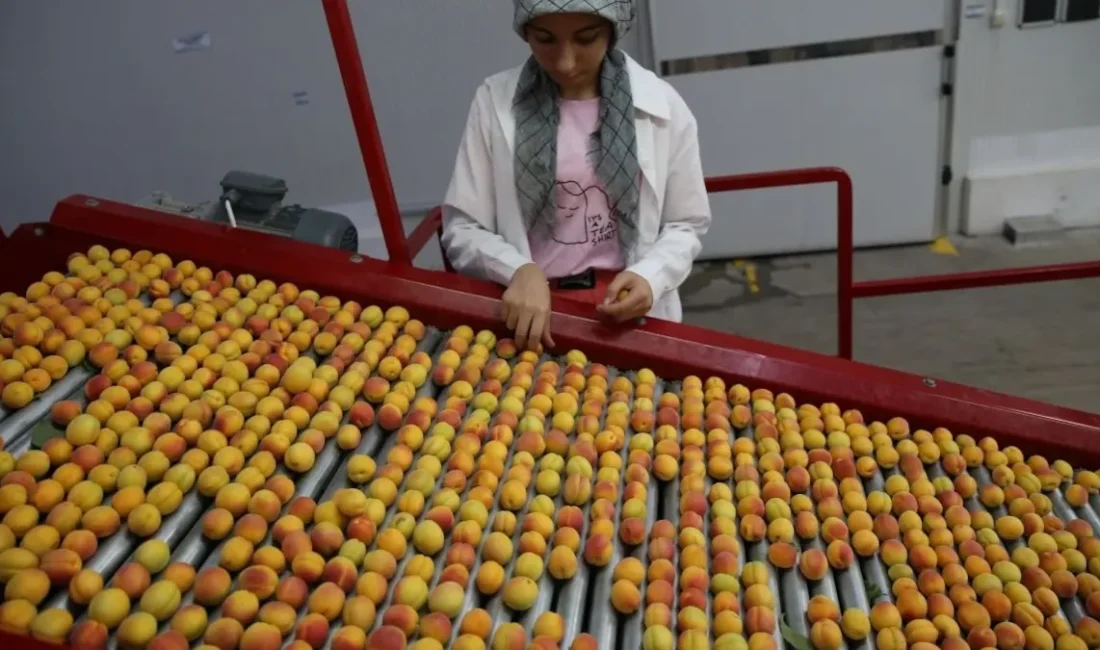 Çekirdeği Bile Para Ediyor: 50 bin Ailenin Ekmek Kapısı Oldu Malatya Ticaret Borsası Başkanı Ramazan Özcan, kayısının Avrupa Birliği (AB)