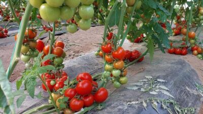 Mersin’de soğuklarla birlikte kendisini gösteren zirai don, kentteki üreticileri olumsuz