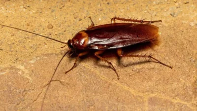 Osaka Üniversitesi ve Diponegoro Üniversitesi’nde görevli araştırmacılar arama ve kurtarma