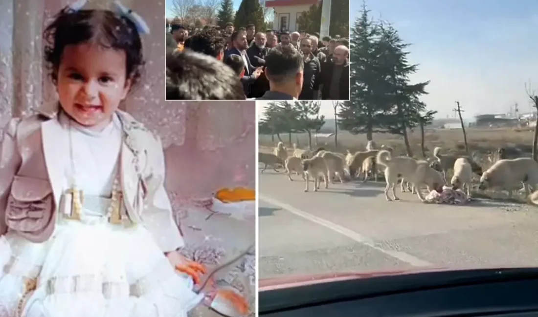 Karatay’da mahalleli böyle isyan etti: Önlem alınmazsa köpekleri biz öldüreceğiz Konya’nın Karatay ilçesinde 2 yaşındaki kız çocuğu başıboş sokak köpeklerinin