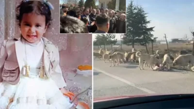 Konya’nın Karatay ilçesinde 2 yaşındaki kız çocuğu başıboş sokak köpeklerinin