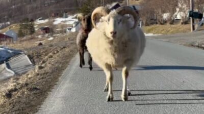 Norveç’in kuzeyinde, karla örtülü dağların ve uçsuz bucaksız vadilerin arasında,