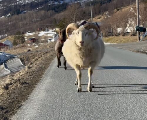 Norveç’in kuzeyinde, karla örtülü dağların ve uçsuz bucaksız vadilerin arasında,