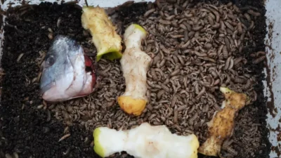 Ondokuz Mayıs Üniversitesi (OMÜ) Biyoloji Bölümü’nden Doç. Dr. Oğuzhan Yanar,