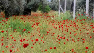 Aydın’ın Efeler ilçesinde etkili olan yağışların ardından açan gelincik çiçekleri,