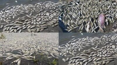 Çorum’un Osmancık ilçesinden geçen Kızılırmak Nehri’nde meydana gelen toplu balık