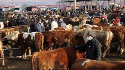 Türkiye genelindeki tüm hayvan pazarları, Tarım ve Orman Bakanlığı tarafından