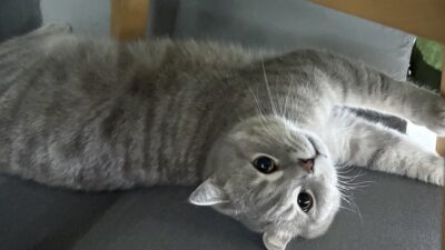 Mahallenin en centilmen bir beyefendisi Müezza, 3 yaşında, Scottish cinsi,