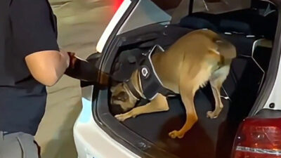 ANKARA, – İÇİŞLERİ Bakanı Ali Yerlikaya, 74 ilde düzenlenen operasyonlarda