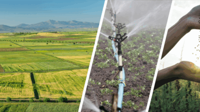 ÇİFTÇİLERE ÖNEMLİ DESTEK: 47.6 MİLYON TL HESAPLARA YATIYOR!