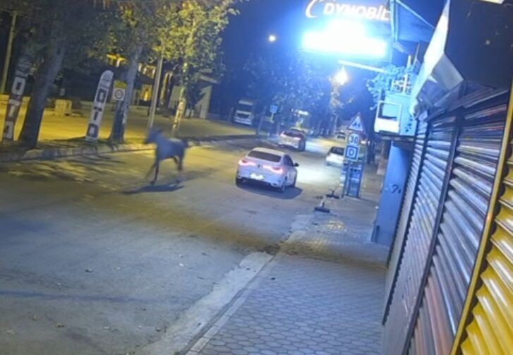 Ceyhun ÖZER/CEYHAN (Adana), – ADANA’nın Ceyhan ilçesindeki caddede koşan başıboş