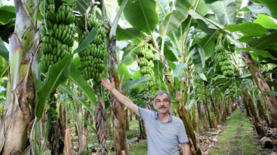 Mehmet ÇINAR/ANTALYA, – TÜRKİYE’de muz üretiminin en çok yapıldığı Antalya’da,