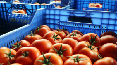 Mehmet ÇINAR/ANTALYA, – UKRAYNA’nın Türk menşeli domates ve salatalık ithalatına