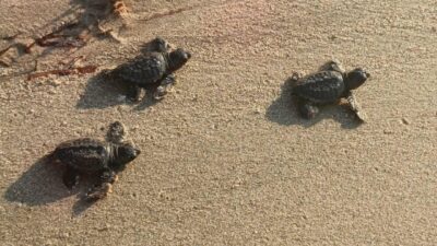 Oğuzhan BOYSAN/KUŞADASI (Aydın), – AYDIN ve İzmir’de bulunan kumsallarda, bu