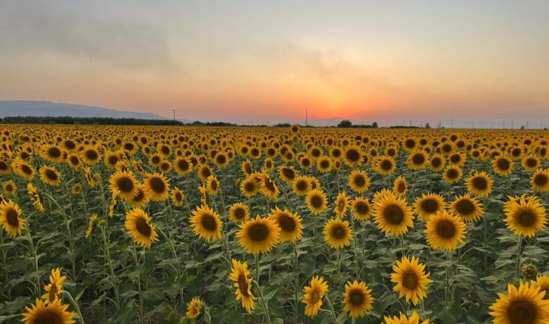 Melek FIRAT/AYDIN, – AYDIN’ın Efeler ilçesindeki ayçiçeği tarlaları, görsel güzelliğiyle