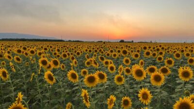 Melek FIRAT/AYDIN, – AYDIN’ın Efeler ilçesindeki ayçiçeği tarlaları, görsel güzelliğiyle