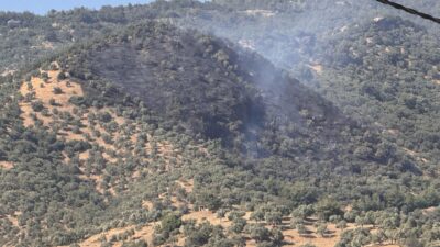 2 SAATTE KONTROL ALTINA ALINDI Aydın’da zeytin ağaçlarıyla kaplı tarım