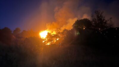 Melek FIRAT/ AYDIN, – AYDIN’ın Efeler ilçesinde, yol kenarındaki otların