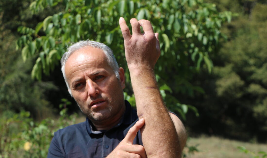 Mutlu YUCA-Oğuzhan EKE/MUDURNU, (Bolu), – BOLU’nun Mudurnu ilçesinde ayı saldırısına