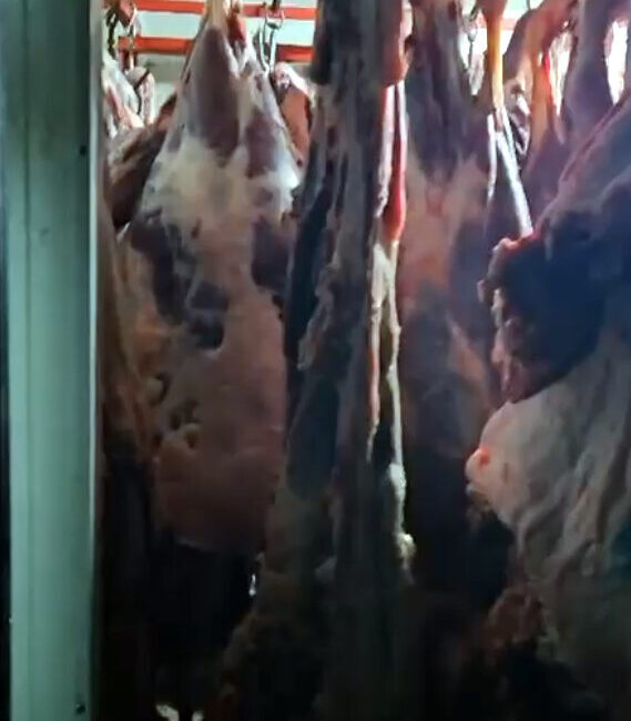 ANKARA, – TARIM ve Orman Bakanlığı, Kayseri’nin Melikgazi ilçesinde bir