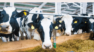 Tarım ve Orman Bakanı İbrahim Yumaklı, şap hastalığının yeni serotipi