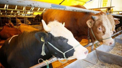 Bakan Yumaklı, Türkiye’de 1965 yılından bu yana ilk kez görülen