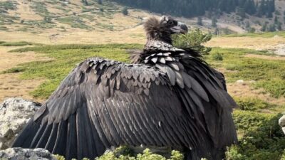 Oğuzhan EKE/BOLU, – BOLU’da bitkin halde bulunan nesli tehlike altındaki
