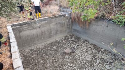 Ufuk AKTUĞ/ARSUZ(Hatay), – HATAY’ın Arsuz ilçesinde düştüğü boş sulama havuzunda