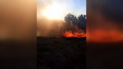 Özgül ATABEY/ MUDANYA (Bursa), – BURSA’nın Mudanya ilçesinde otluk alanda