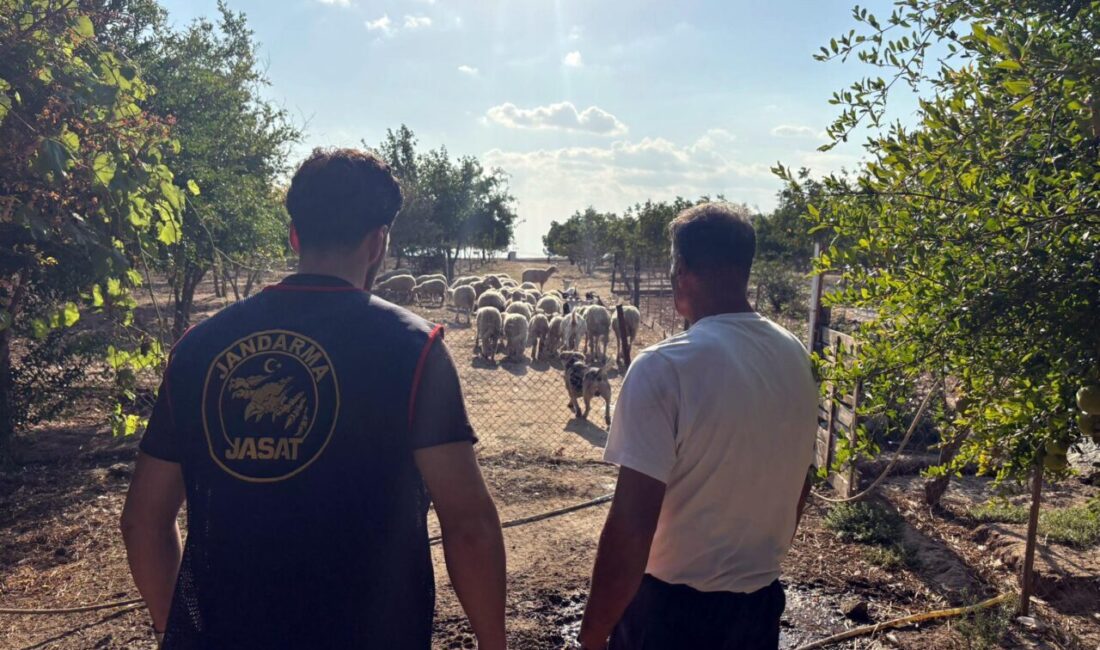 Mehmet YİRUN/ÇORLU (Tekirdağ), – TEKİRDAĞ’ın Çorlu ilçesinde çiftlikten çalınan 40