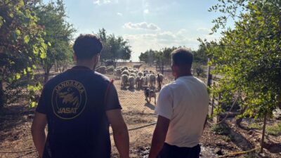 Mehmet YİRUN/ÇORLU (Tekirdağ), – TEKİRDAĞ’ın Çorlu ilçesinde çiftlikten çalınan 40