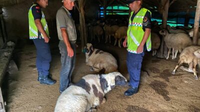 Fahrettin TOKER/KIRŞEHİR, – KIRŞEHİR’de çalındığı belirtilen 18 küçükbaş, jandarmanın hem