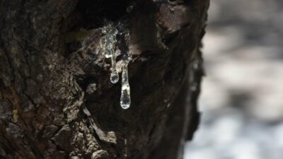 Seza Nur ALPDÜNDAR/İZMİR, – İZMİR’in Çeşme ilçesinde damla sakızının hasadı