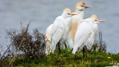 Alican GÜMÜŞ/HATAY, – HATAY’ın Samandağ ilçesinde geçen hafta doğal sit