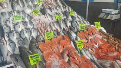 Kadir ÖZEN/İZMİR, -EGELİ balıkçılar, bu yıl bereketli bir sezon geçiriyor.