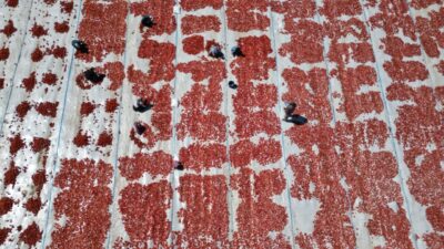 Metin DEĞİRMENCİ/YEŞİLHİSAR (Kayseri), – ERCİYES Dağı’nın eteklerindeki Kayseri’nin Yeşilhisar ilçesinde