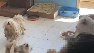 Nevra UÇKAÇ/İZMİR, – İZMİR’in Bayraklı ilçesinde bir evde tutulan 20