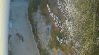 Gülgün AKYOKUŞ/ SEYDİKEMER (Muğla), – MUĞLA’nın Seydikemer ilçesinde, kapı önündeki