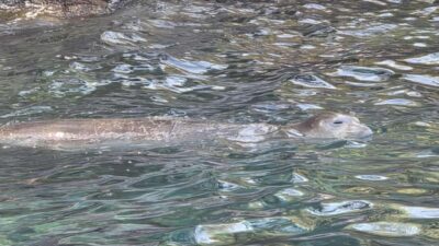Gülgün AKYOKUŞ/FETHİYE (Muğla), – MUĞLA’nın Fethiye ilçesindeki Tarzan Koyu’nda, nesli