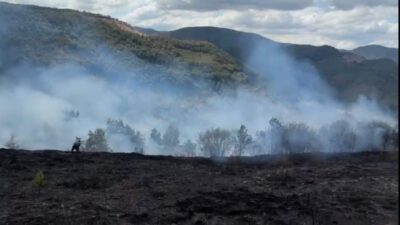 Musa KESKİN/YIĞILCA (Düzce), – DÜZCE’nin Yığılca ilçesindeki bir fındık bahçesinde