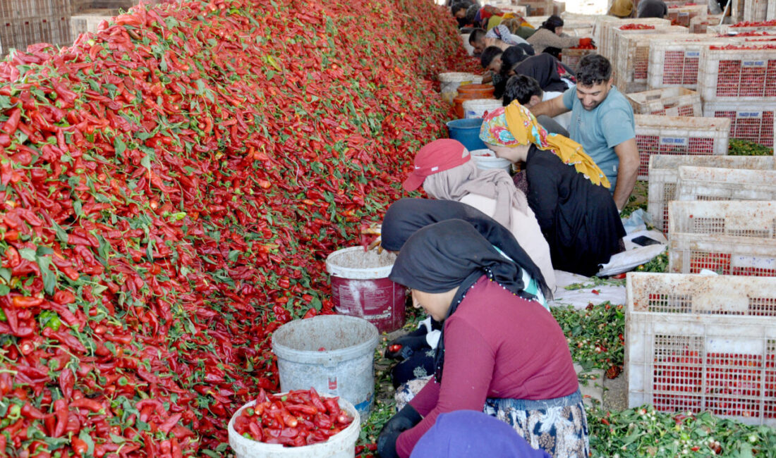 Kadir ÇELİK/İSLAHİYE (Gaziantep), – GAZİANTEP’in İslahiye ilçesinde, hasadı süren kırmızıbiberin