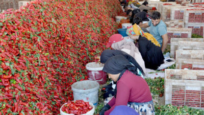 Kadir ÇELİK/İSLAHİYE (Gaziantep), – GAZİANTEP’in İslahiye ilçesinde, hasadı süren kırmızıbiberin