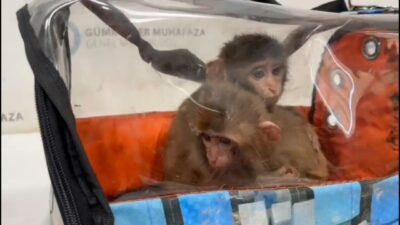 ANKARA, – TİCARET Bakanlığı’na bağlı Gümrük Muhafaza ekipleri tarafından Habur